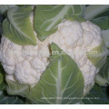 CF10 Chunhua 120 days later maturity cold resistant white cauliflower seeds